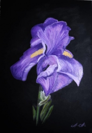 Iris, Ölpastell 29x42 cm