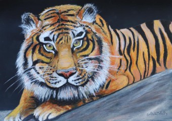 Tiger, Ölpastell, 29x42 cm